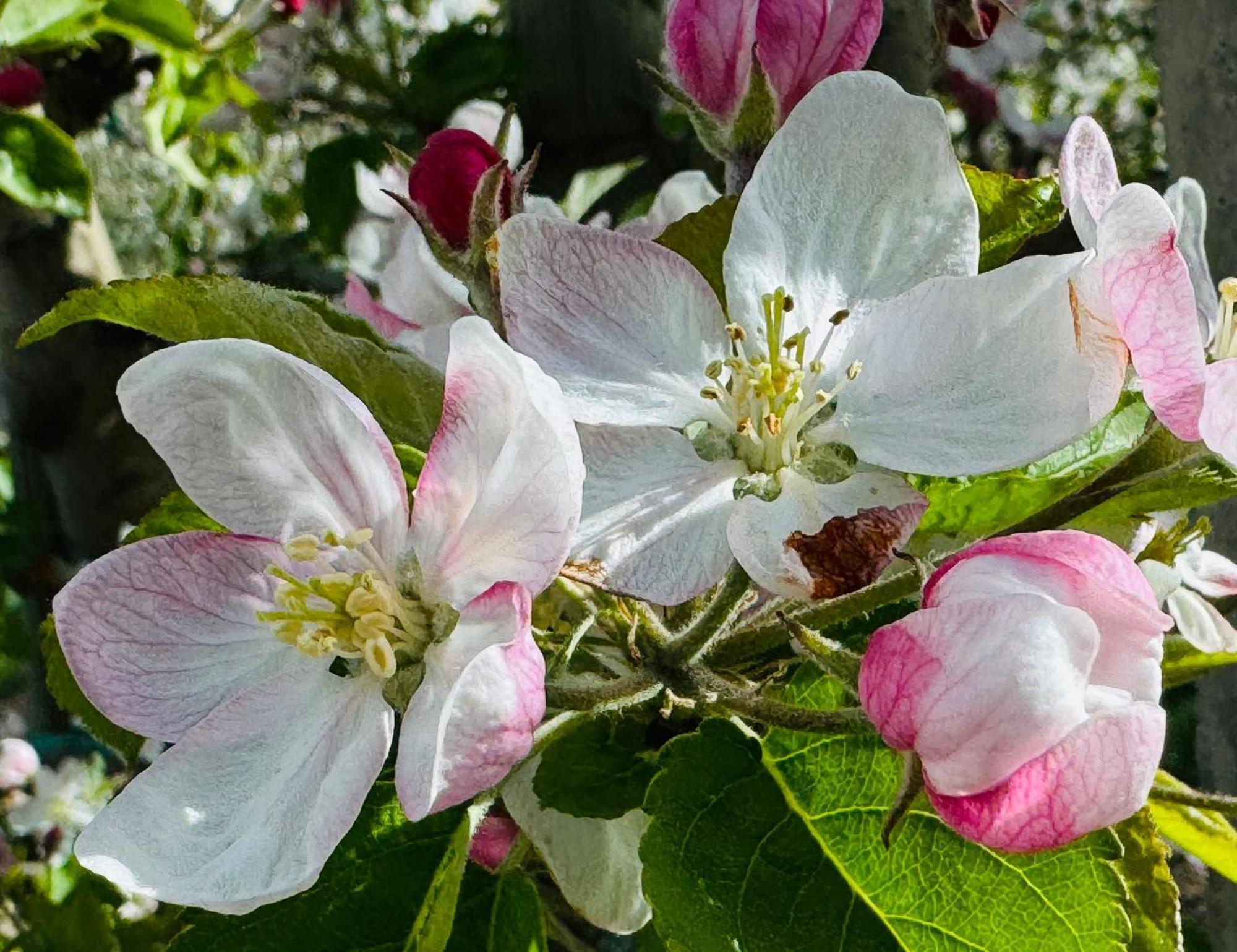 Ferienwohnungen Jojasa Latsch Exterior foto