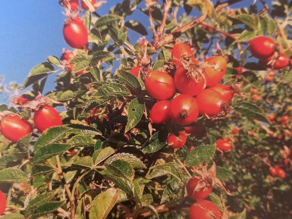 Ferienwohnungen Jojasa Latsch Exterior foto